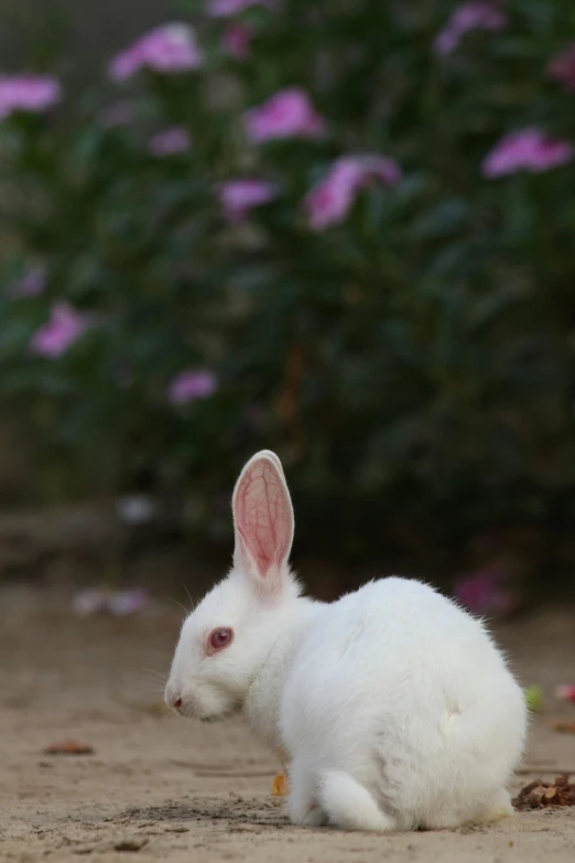 a white rabbit sitting on top of a dirt road