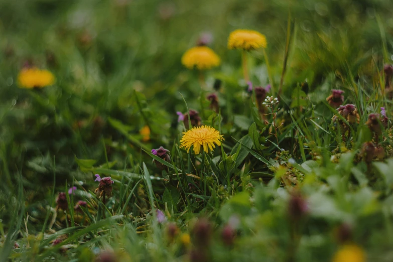 some yellow and red flowers in some green grass