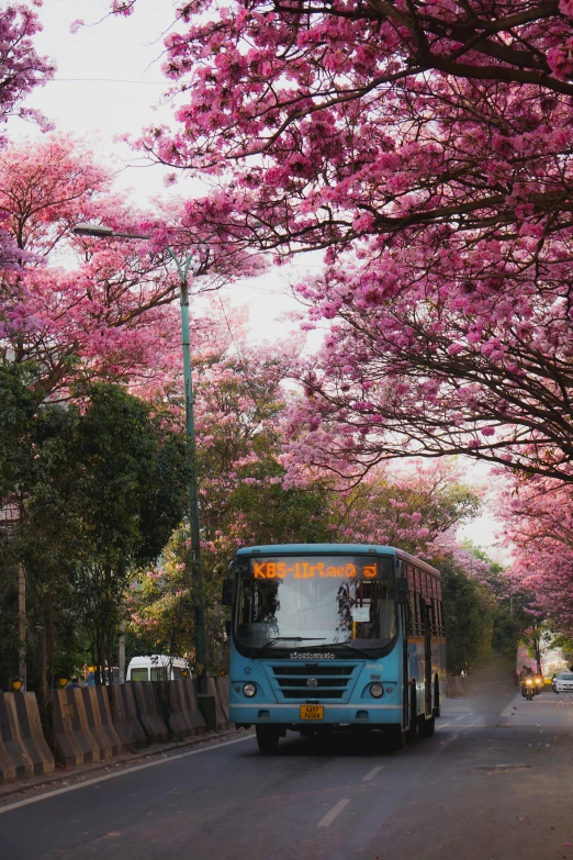 a blue bus driving through the middle of a tunnel of pink trees