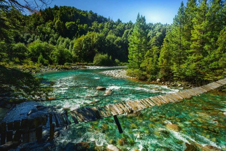 a stream running through a forest filled with lush green trees