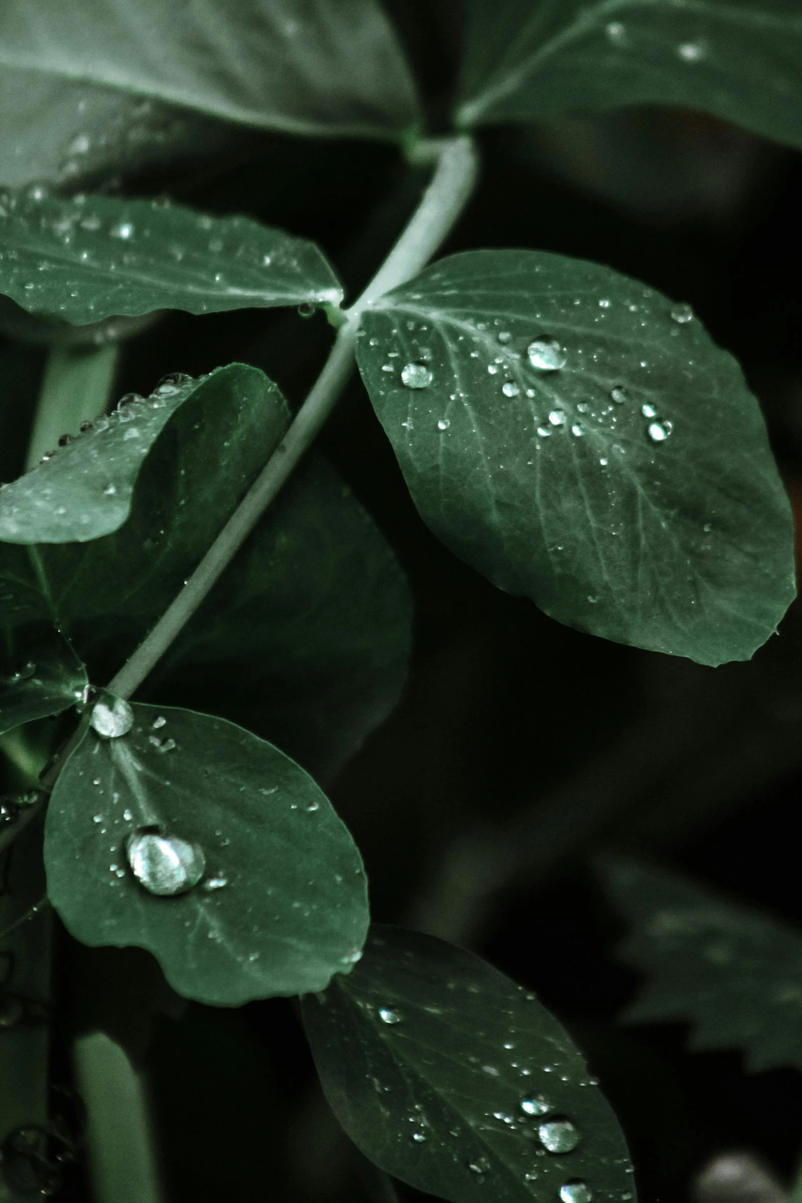 water droplets on a green plant in the rain