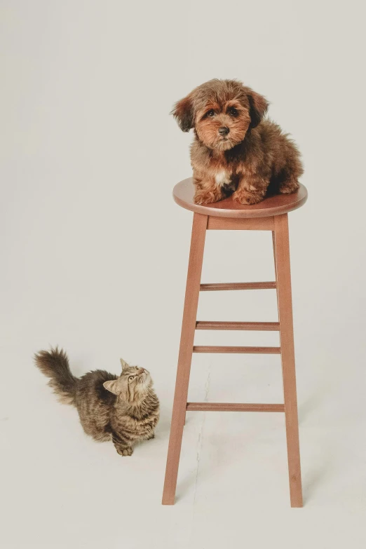 a small brown dog standing next to a cat
