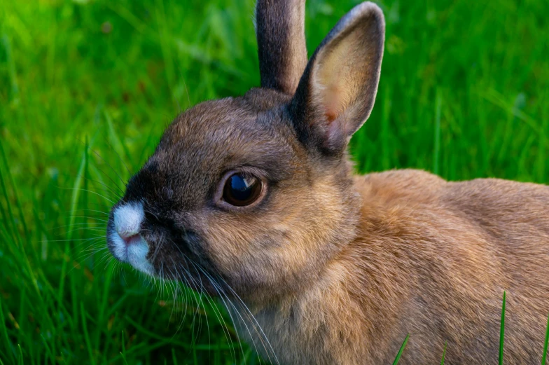 the bunny rabbit is standing in a grassy field