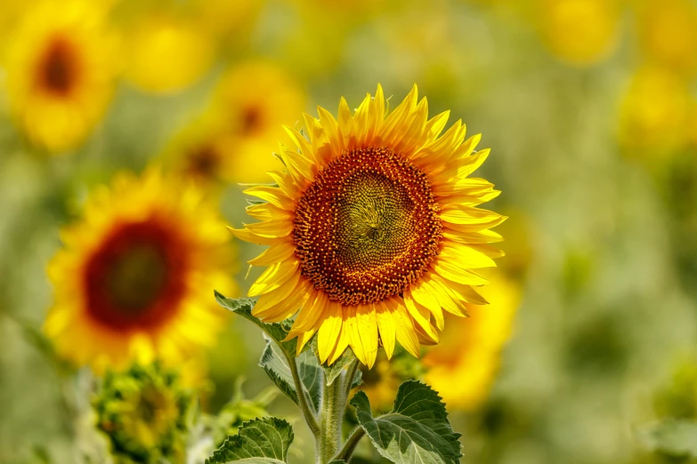 a sunflower is blooming in a field of green plants