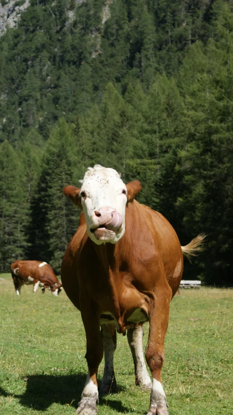 brown and white cows are in a field with trees in the background