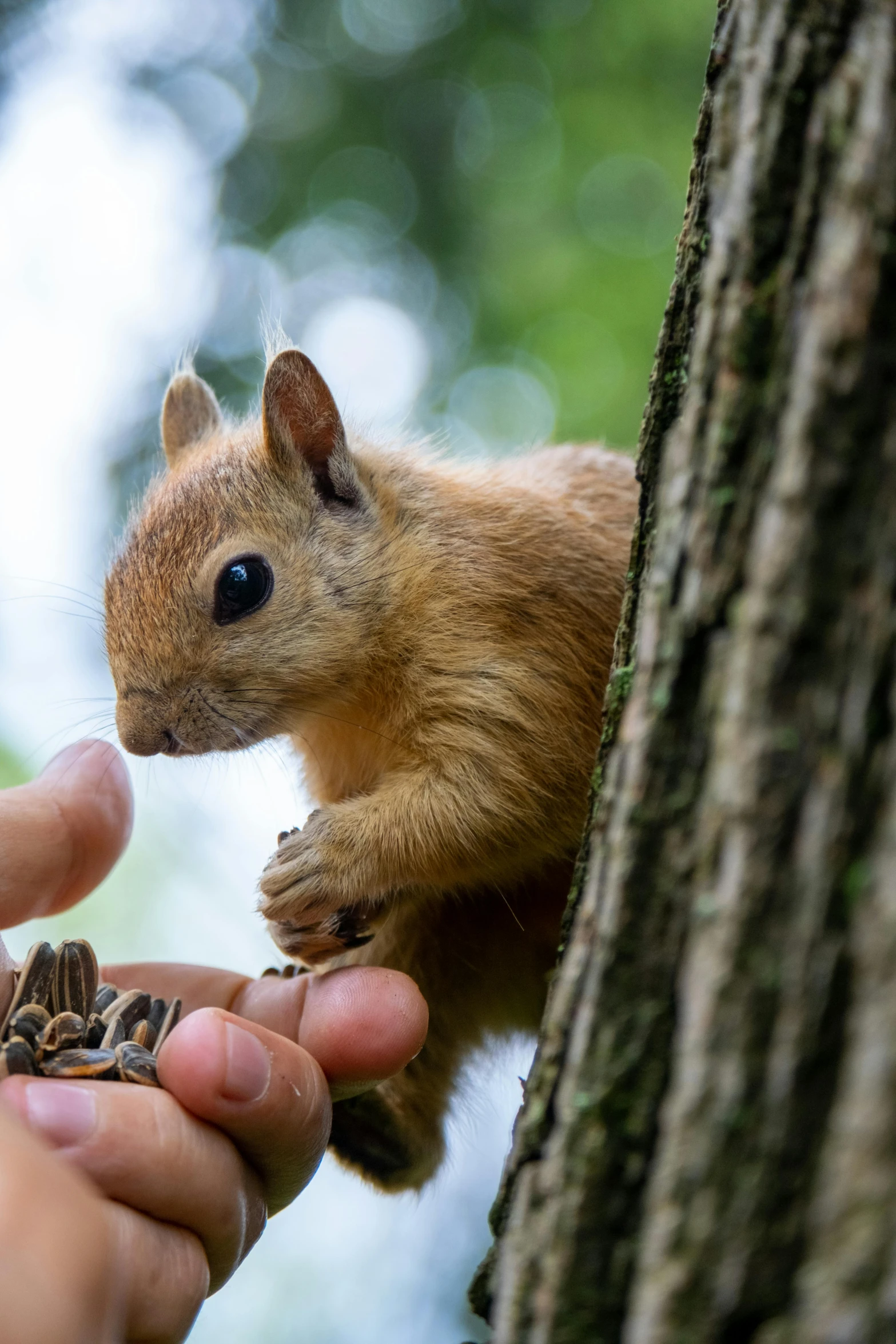 a squirrel eating on the hand of someone