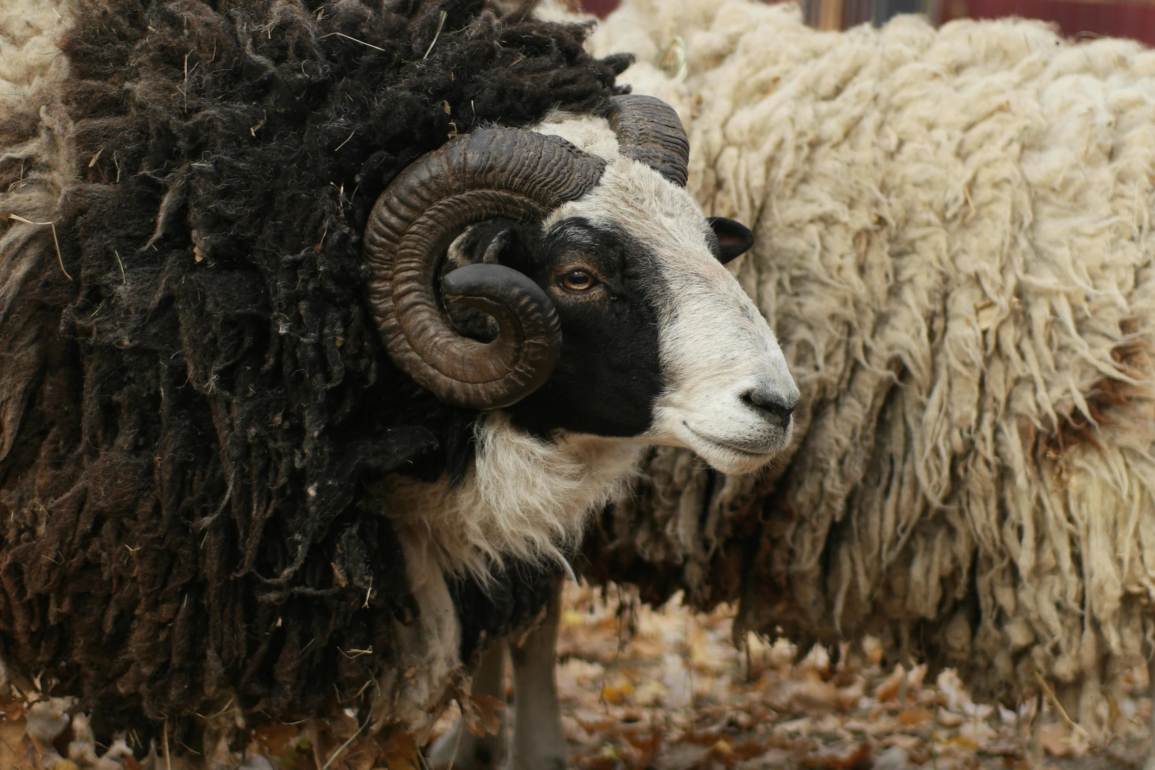 the white and black sheep are in dry leaves