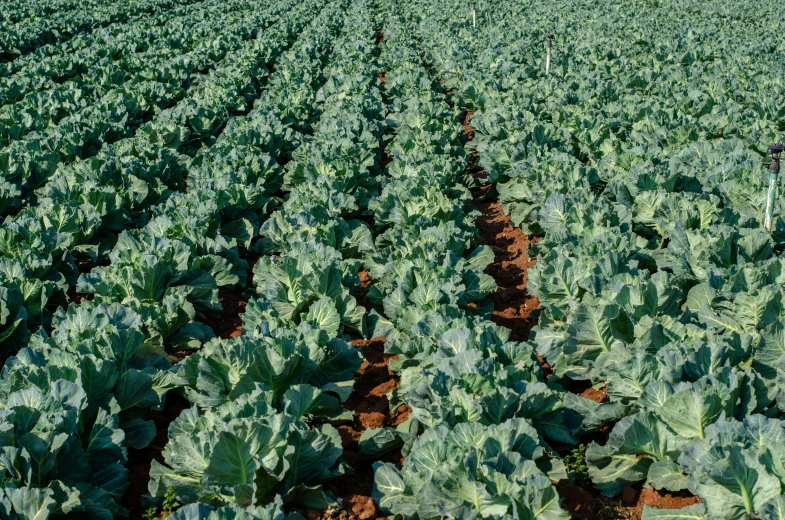 a large field with lots of green plants