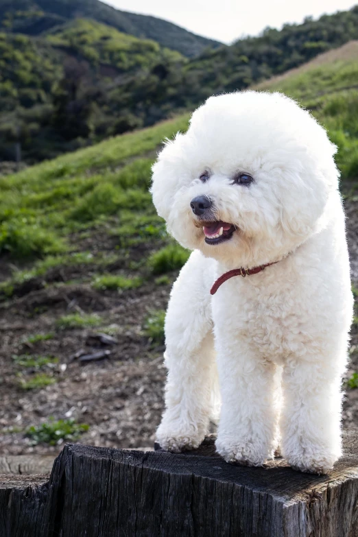 a dog standing on top of a wooden fence