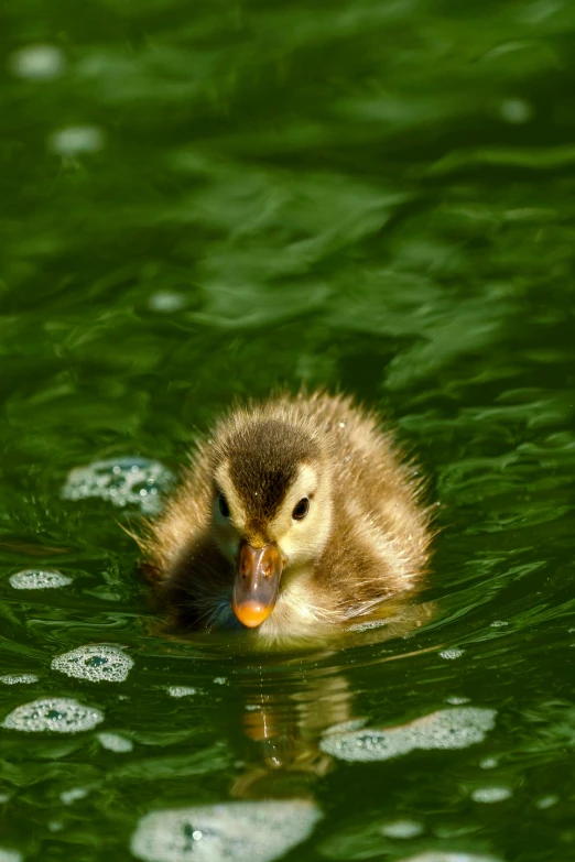 the small duck is floating on the water