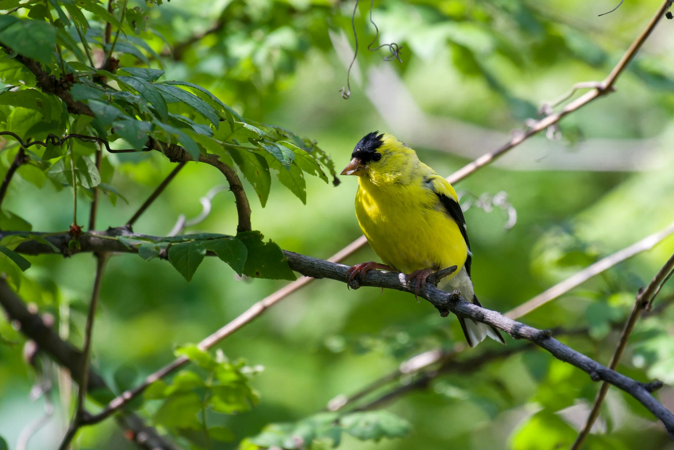 yellow bird perched on a nch of a tree