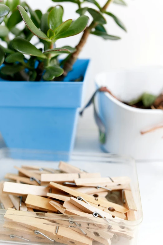 some wood clothes pins and a flower in the pot