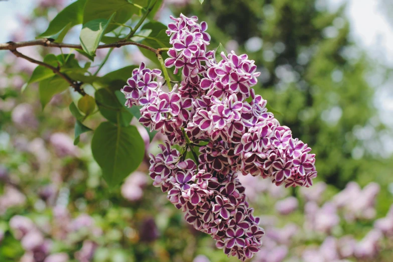 an image of some purple flowers blooming on a tree