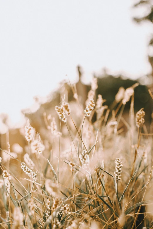 a field that has plants with some rocks in the background