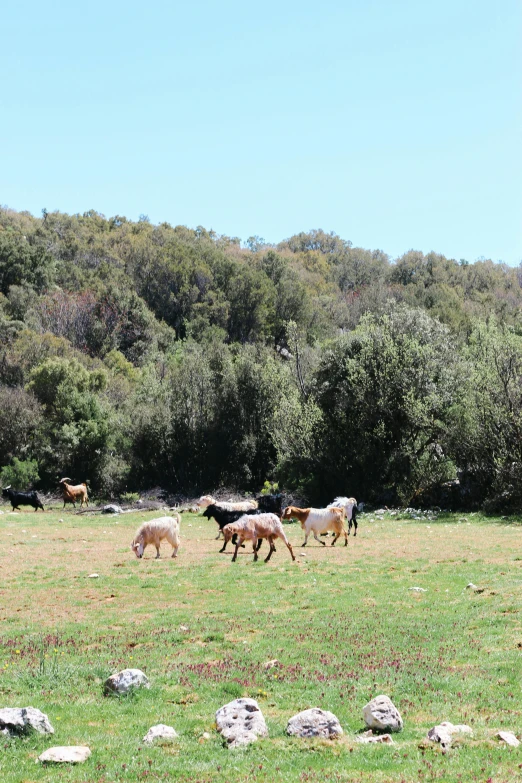 small herd of cows and goats grazing in a field