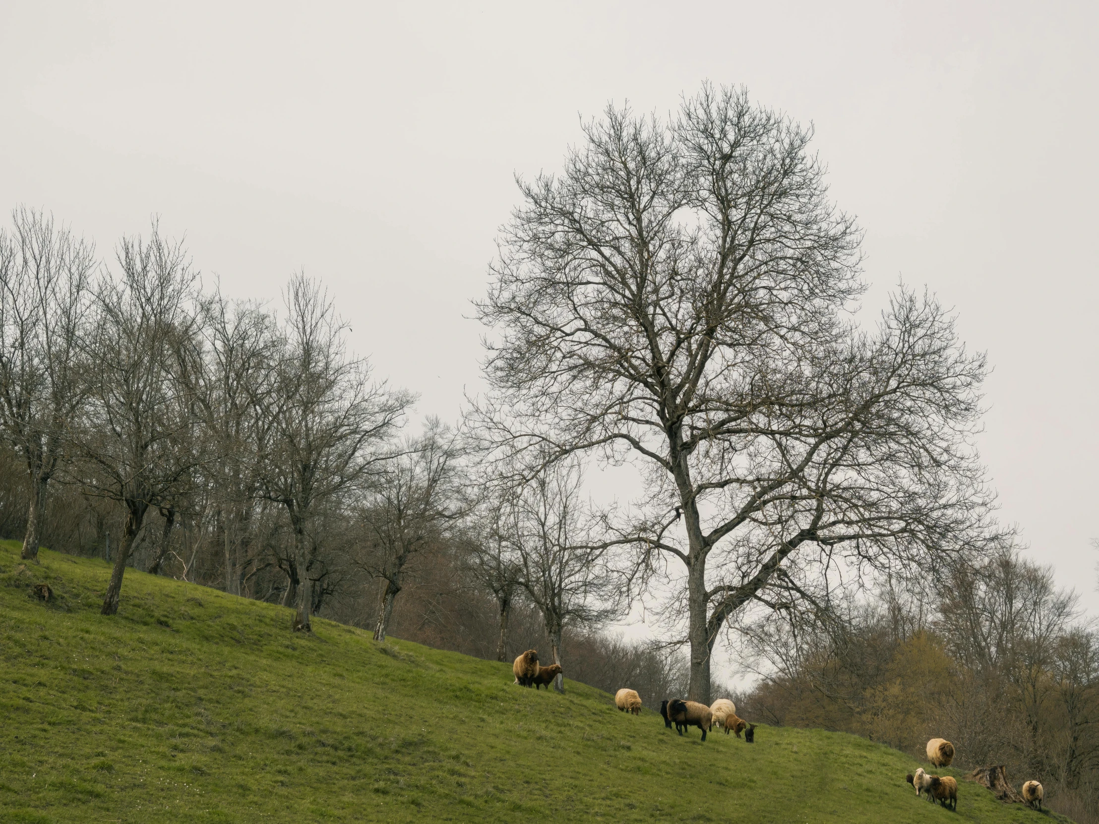 a number of sheep in a field near a tree