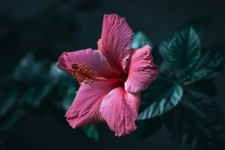 a flower sitting on top of a green leaf covered plant