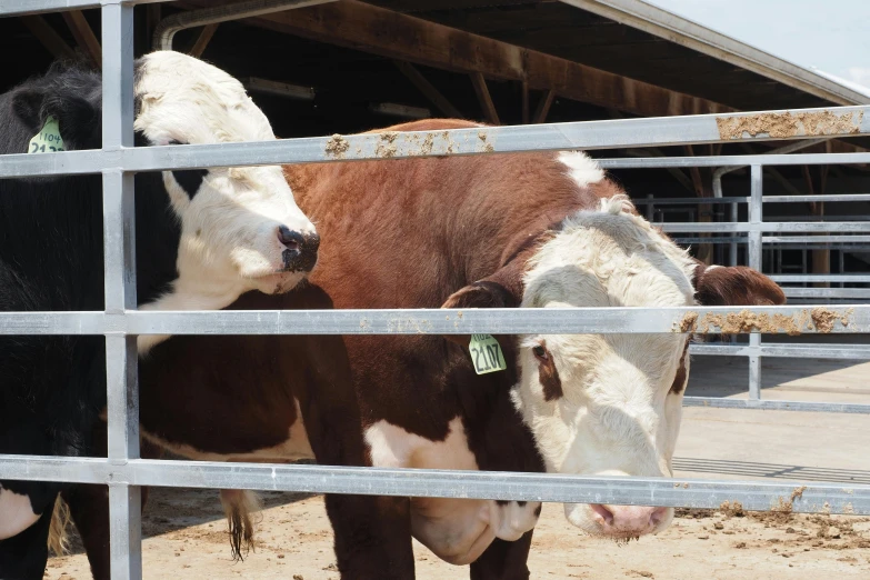 cows are standing in the pin by the fence