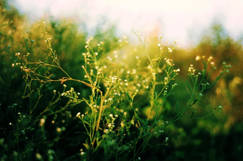 an image of a field of wild flowers