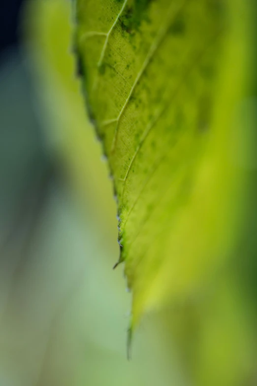 a close up po of a green leaf