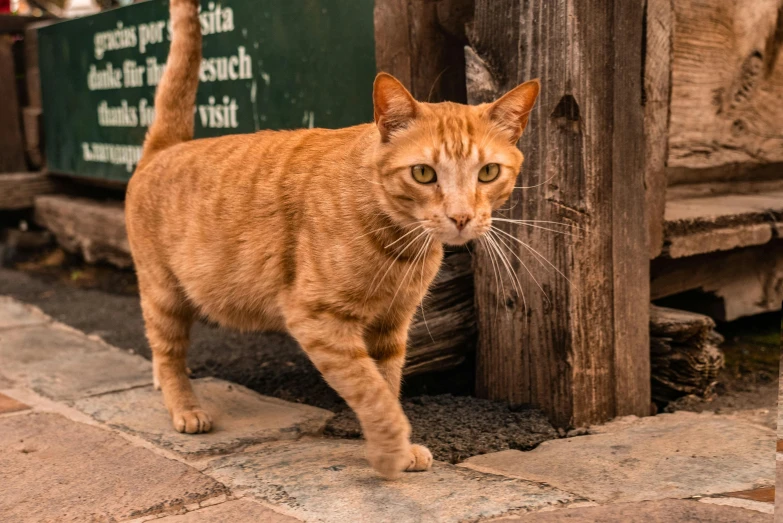 a close up of a cat near a wooden fence