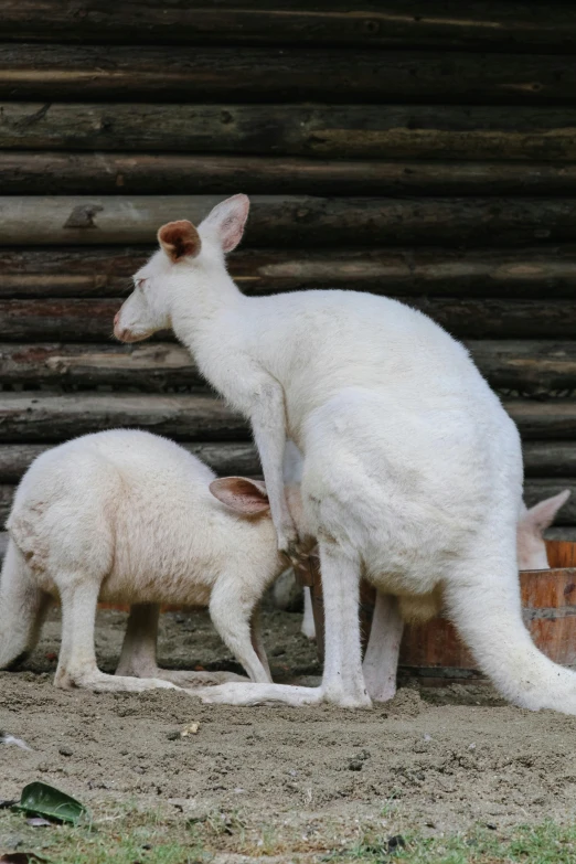 a mother kangaroo nursing her two baby animals