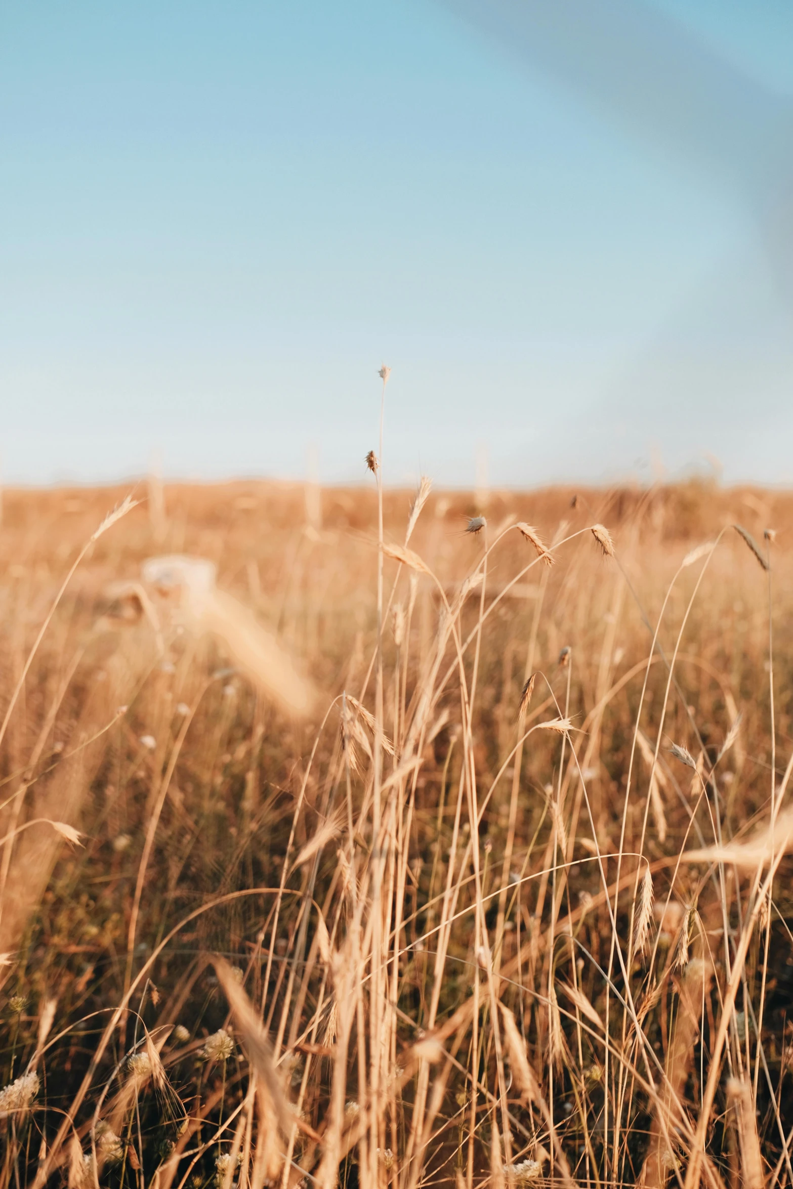 brown grass that is growing up in a field