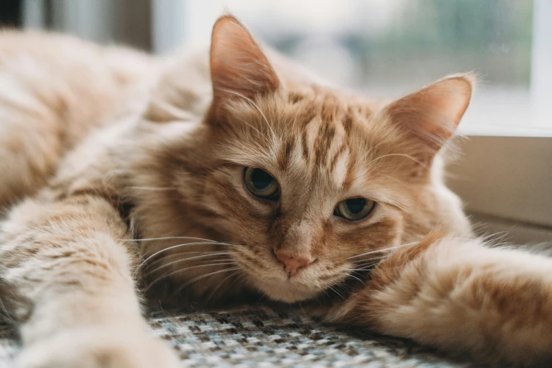 an orange tabby cat sitting in the sun by a window