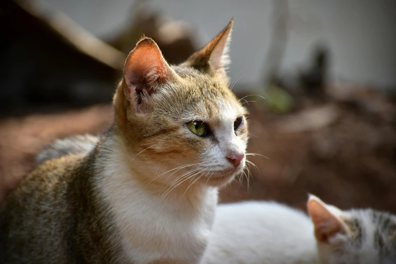 a close up of a cat next to another cat on a bed