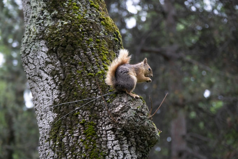 a little squirrel is sitting on the bark of a tree