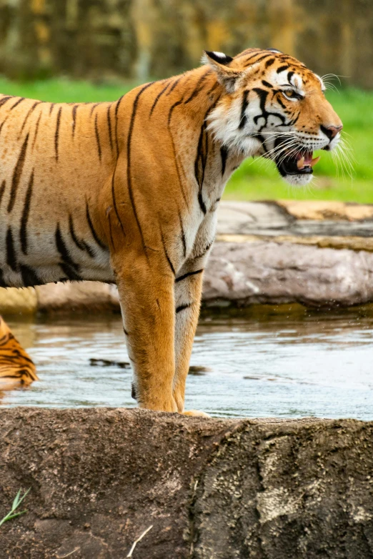 tiger standing in water with mouth open and its eyes closed