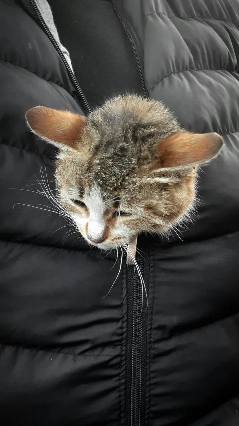 a cat is tucked inside a jacket