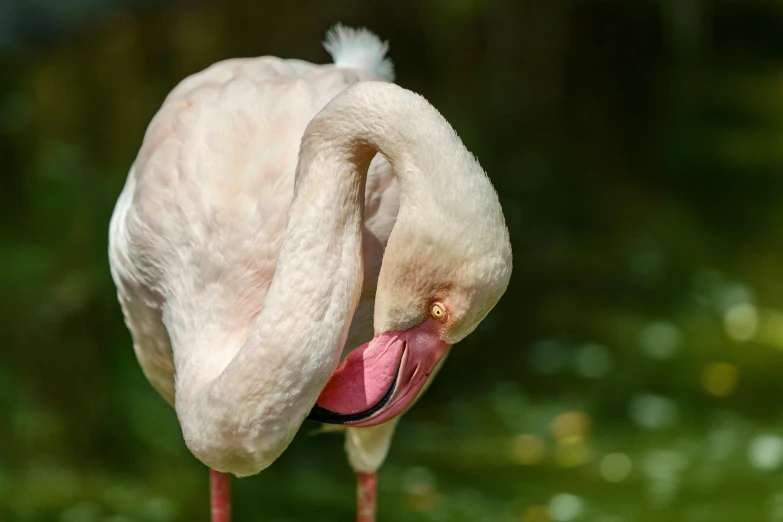 the long beaked pink and white bird is standing on some water