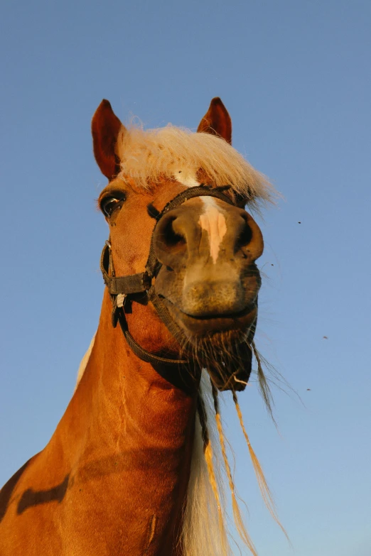 a horse has long blonde hair on its head