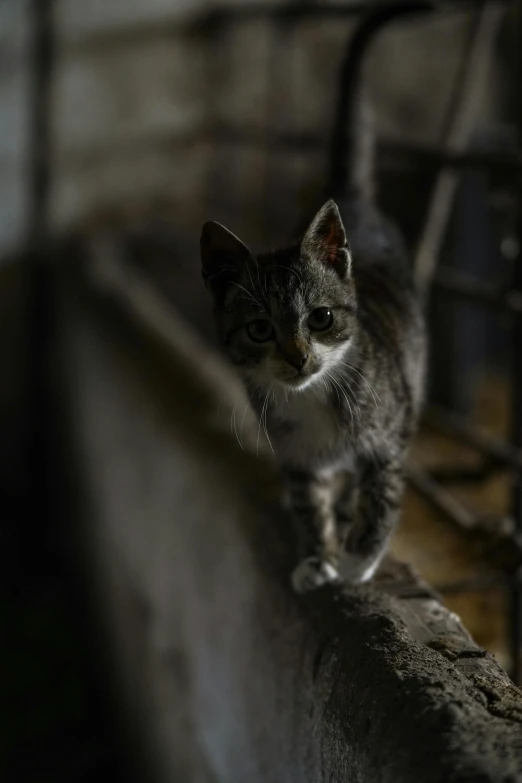 a grey and white cat walking down a concrete path