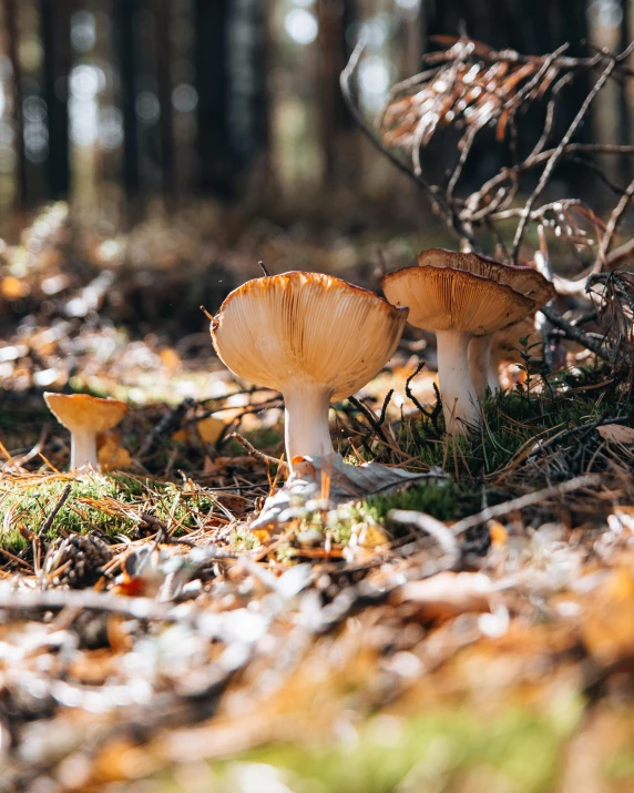 three mushrooms are on the ground in the woods