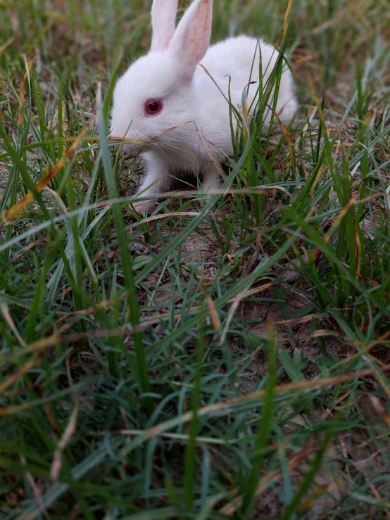 a small white rabbit in some grass
