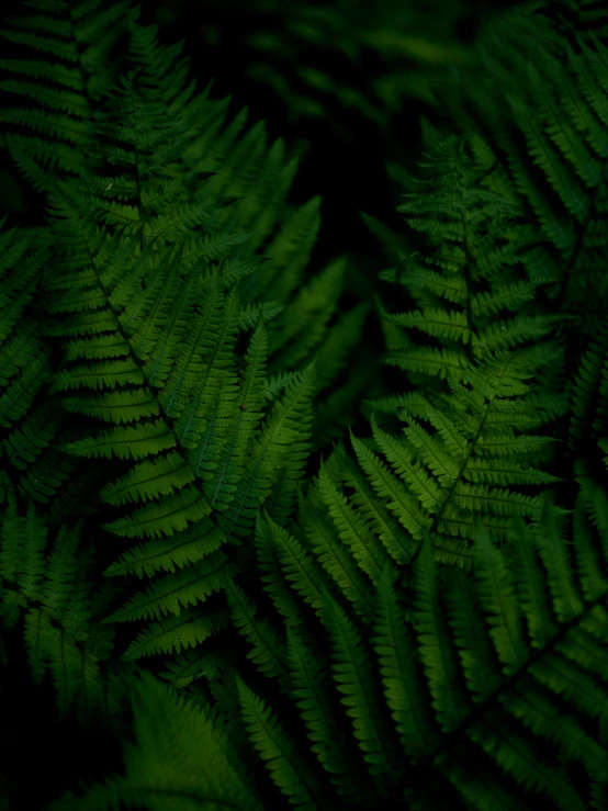 a bunch of fern leaf with very large leaves