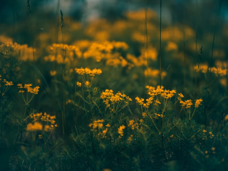 some yellow flowers are in the grass