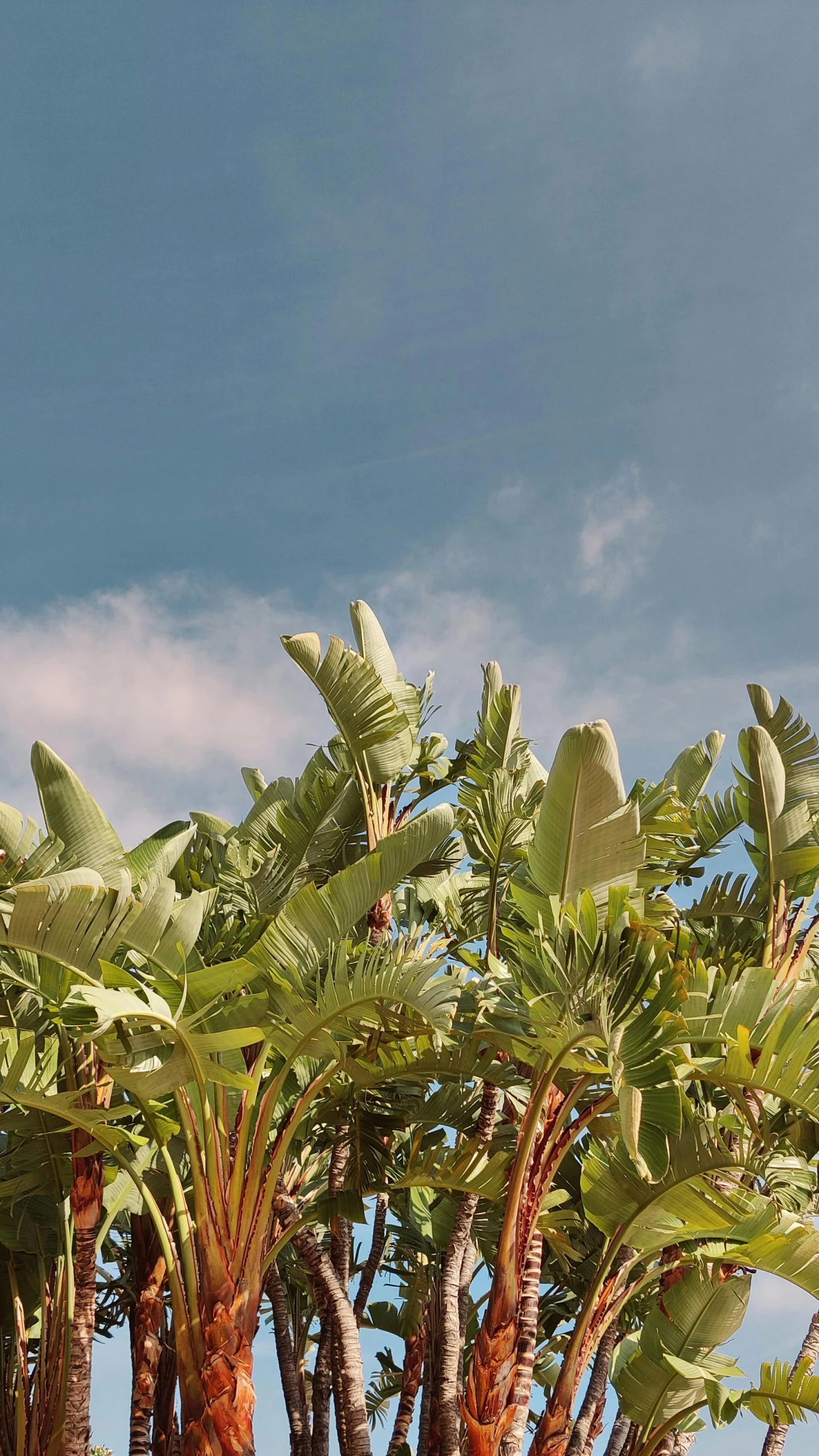 a group of palm trees on a bright day