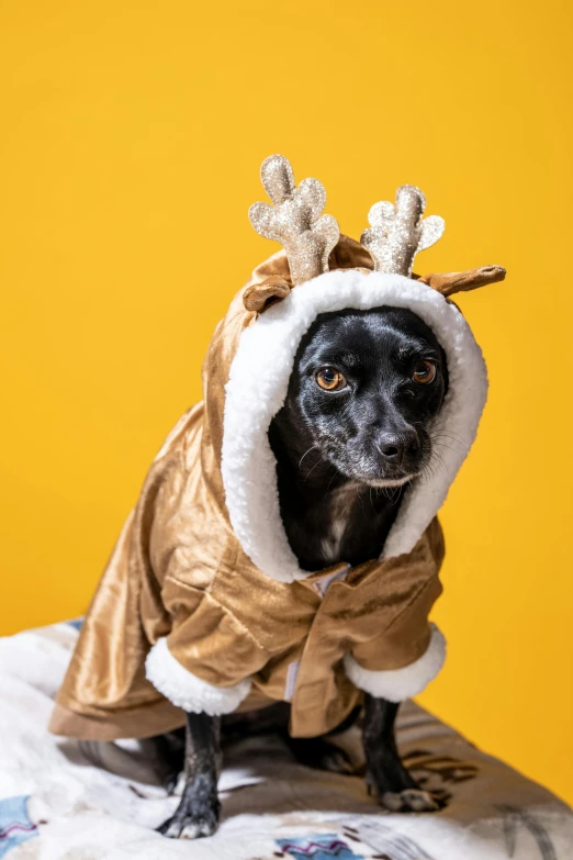 a dog that is wearing reindeer clothing on a bed