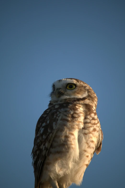 an owl with a slightly blurred background stares straight ahead