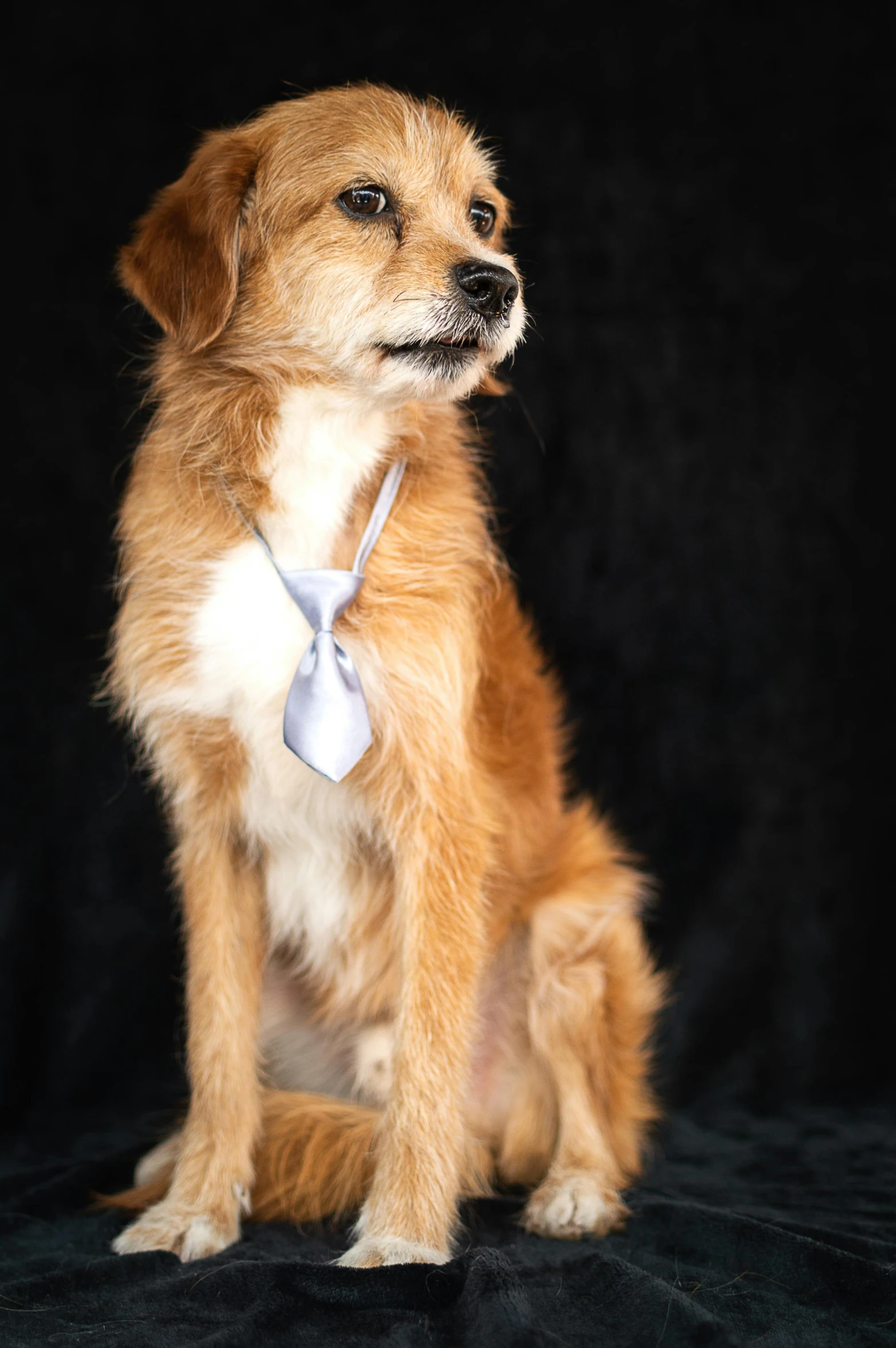 a small dog in a necktie, posing for the camera