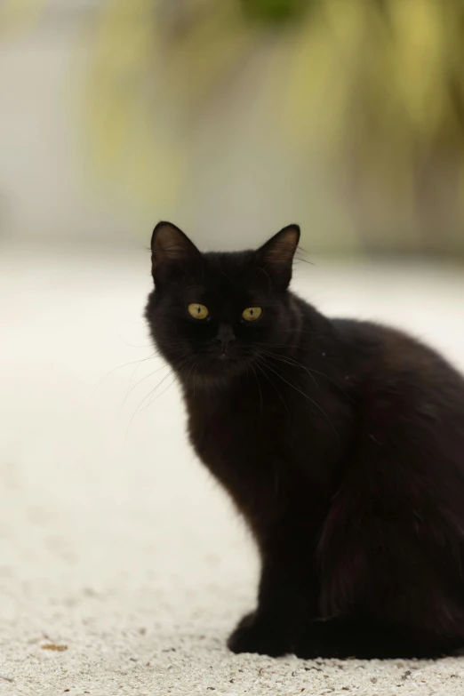 a black cat is sitting down on the ground