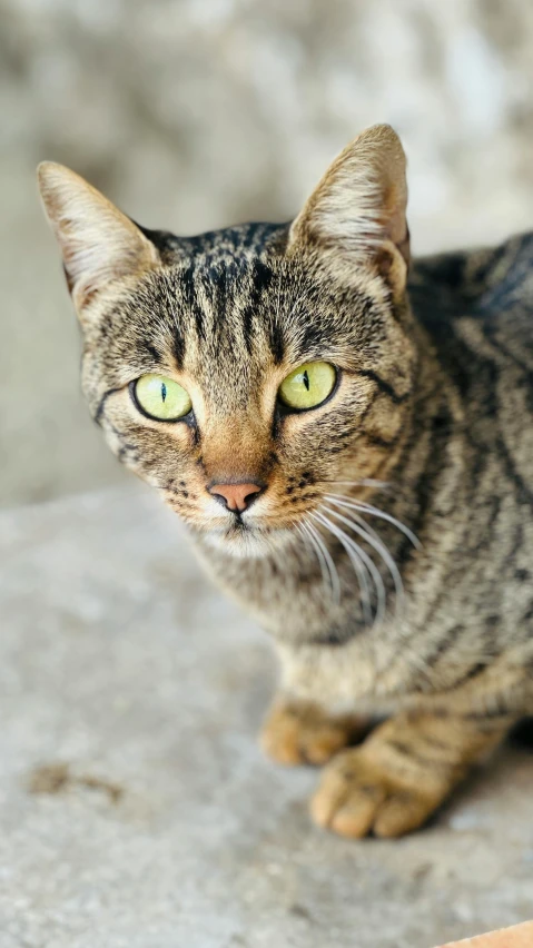 a cat with green eyes sitting in the sun