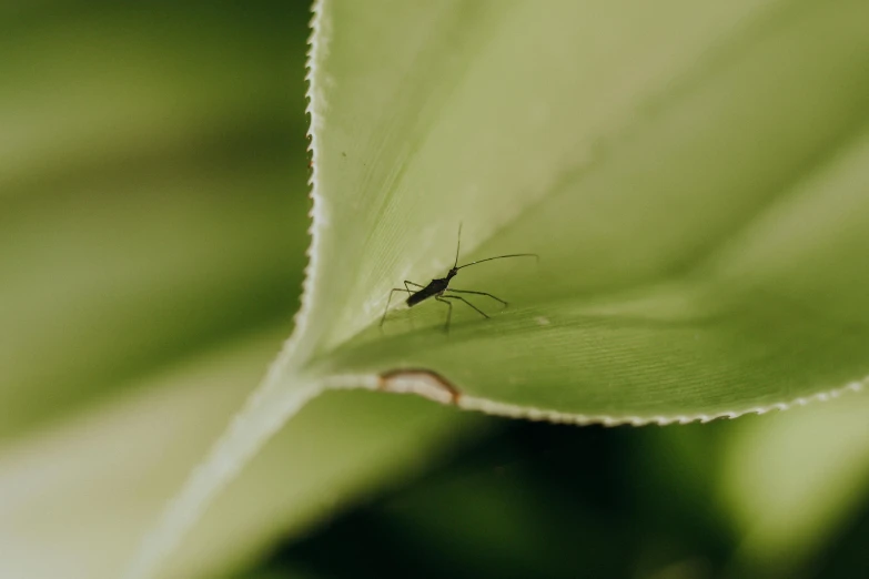 a small bug is sitting on the underside of a leaf