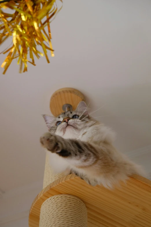 a cat reaching up to a ceiling mounted on a wall