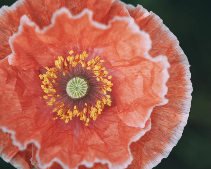 an orange flower with yellow centers on a green stem