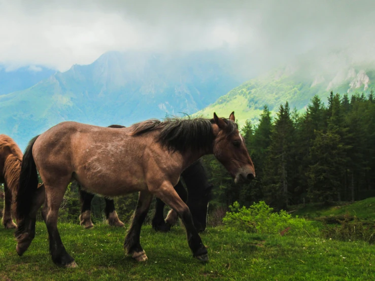 two horses walking on the grass by a forest