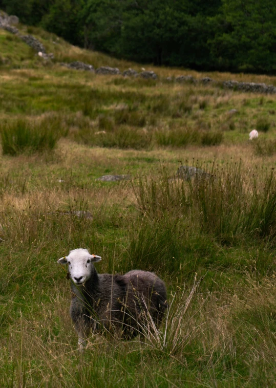 sheep are grazing on a grass hill covered with rocks